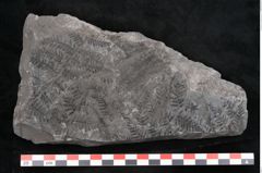 Foto (Detailansicht) von Senftenbergia crenata Lindl. et H. (NHMW-GEO-2024-0188-10949)